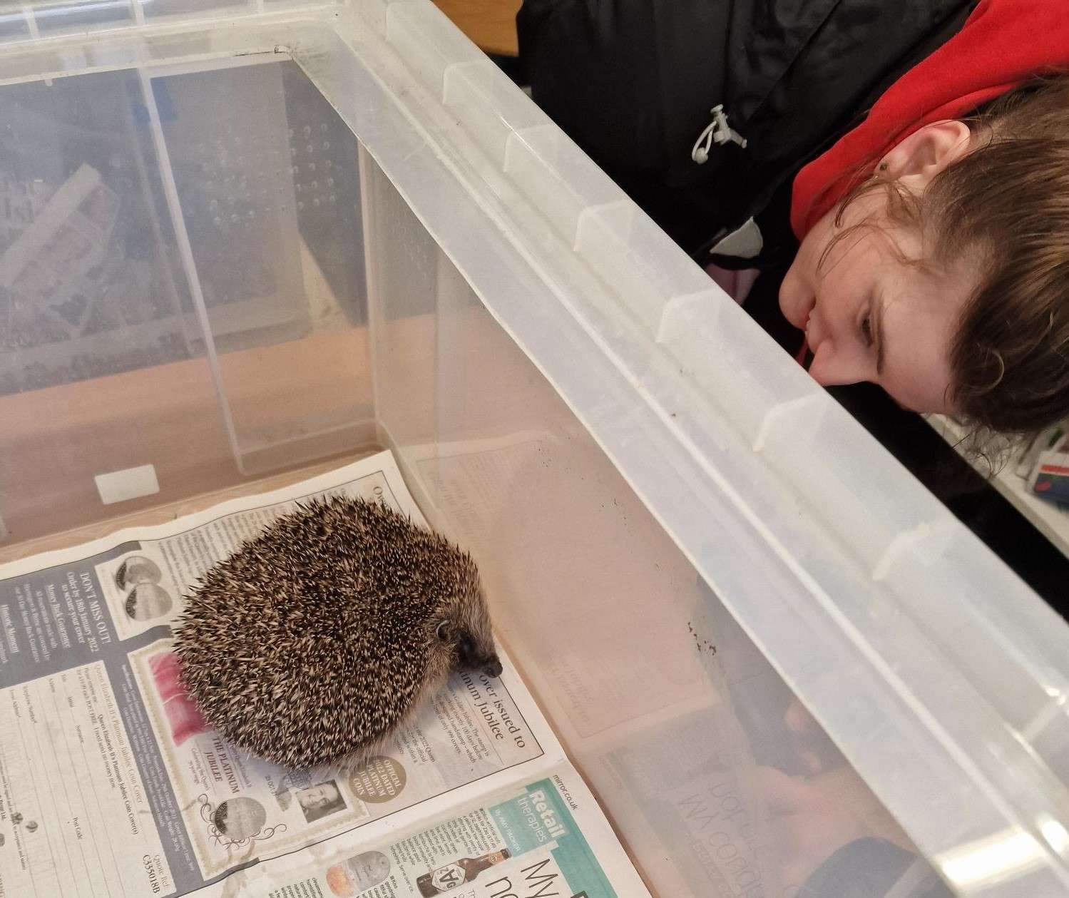 Kara checks on the progress of a recovering hedgehog